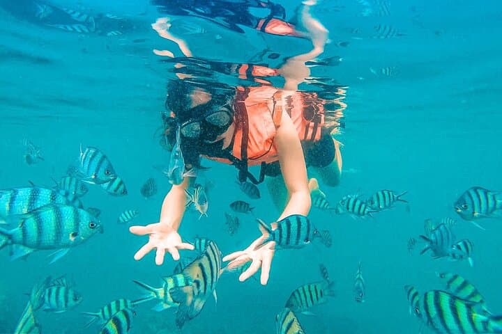 Pig Island and Koh Taen Snorkel Tour from Koh Samui: Pigs, Reefs & Island Views photo 4