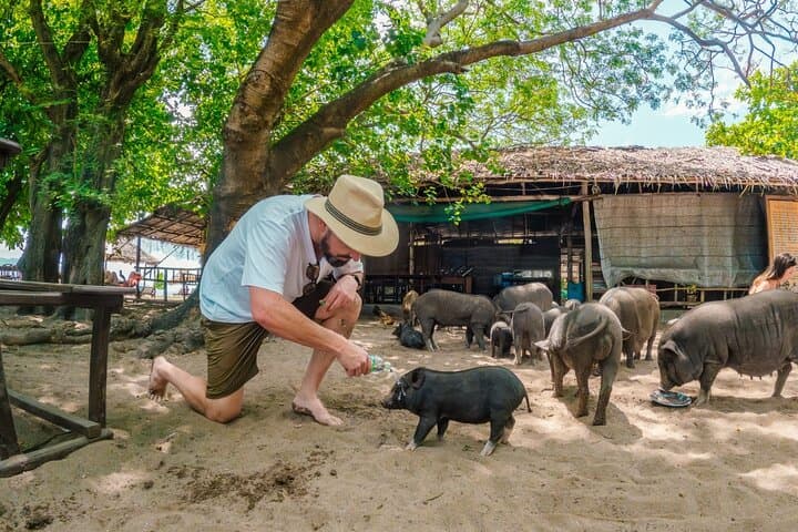 Pig Island and Koh Taen Snorkel Tour from Koh Samui: Pigs, Reefs & Island Views photo 3