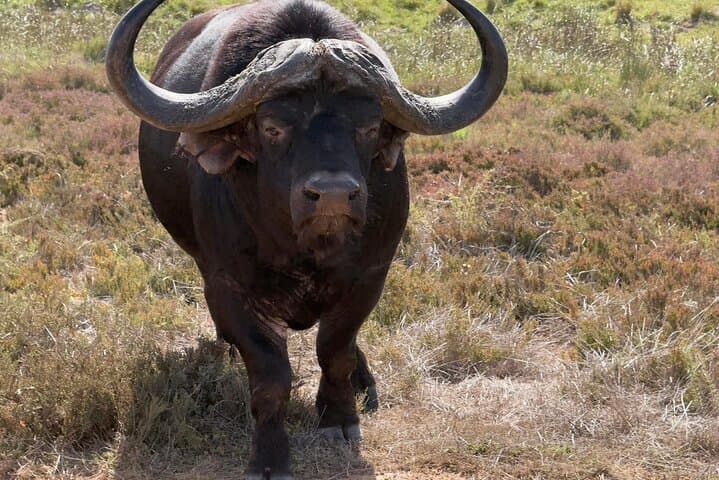 2-Day Garden Route Safari & Cape Agulhas Coastal Adventure from Cape Town photo 2