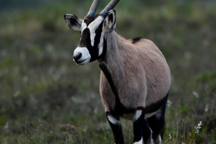 2-Day Garden Route Safari & Cape Agulhas Coastal Adventure from Cape Town photo 3