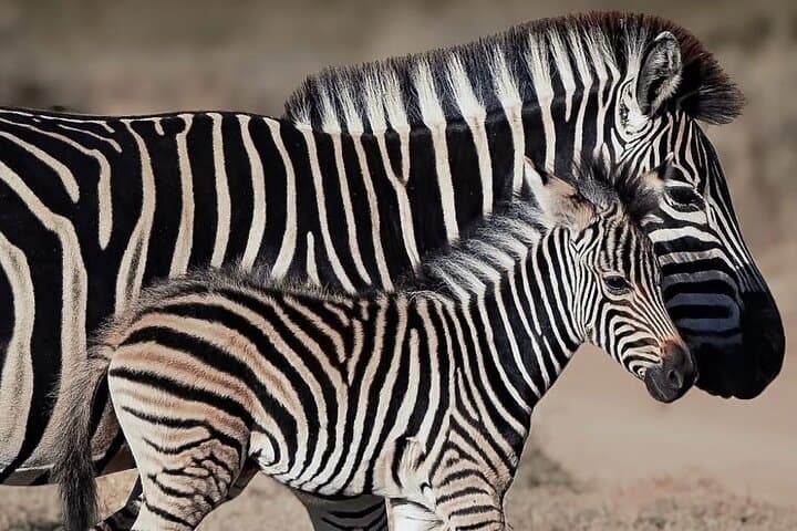 2-Day Garden Route Safari & Cape Agulhas Coastal Adventure from Cape Town photo 6