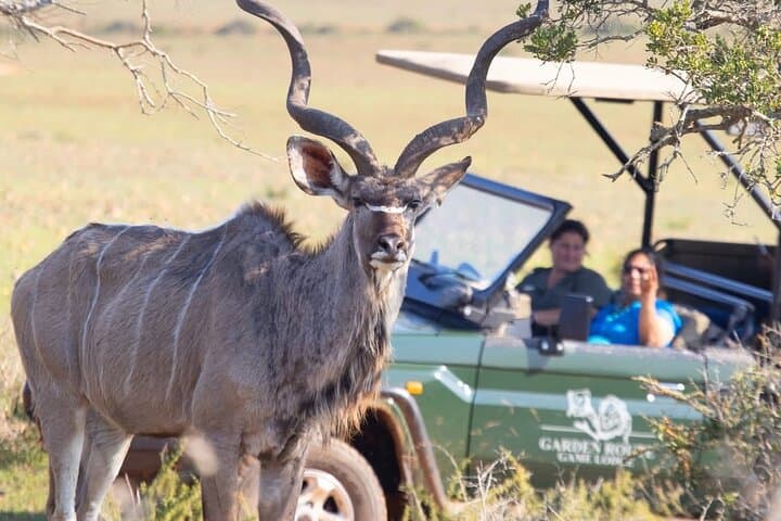 2-Day Garden Route Safari & Cape Agulhas Coastal Adventure from Cape Town photo 4