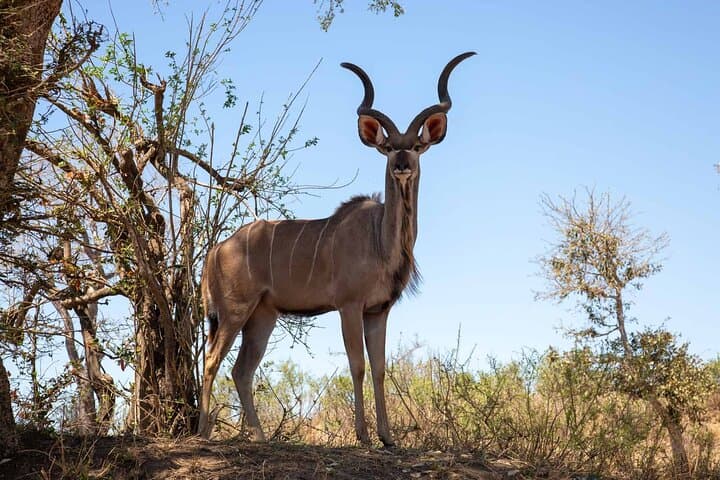 Luxury 8-Day Cape Town, Johannesburg & Kruger Safari: Table Mountain to the Big Five photo 3