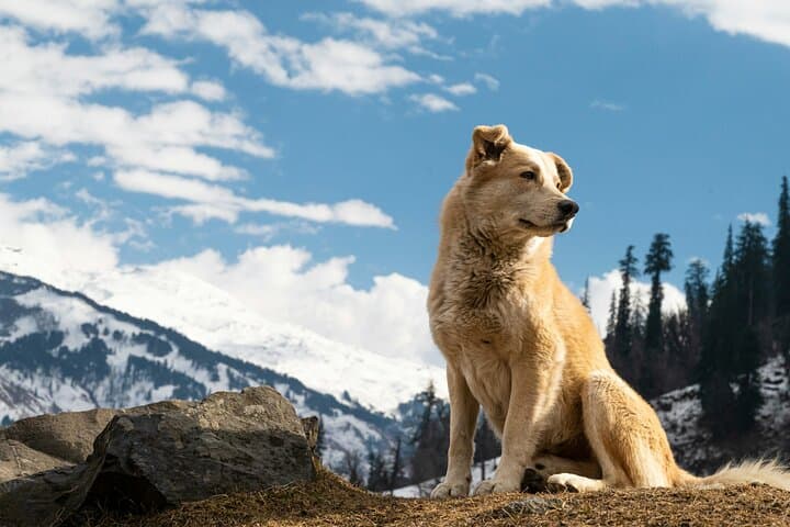 Meet Denali's Sled Dogs and Local Brews on a Husky Homestead Half-Day photo 2