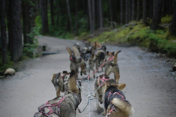 Meet Denali's Sled Dogs and Local Brews on a Husky Homestead Half-Day photo 1