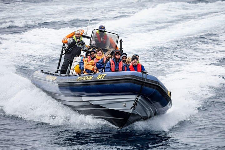 Whale Watching and Dolphin Swim Tour — São Miguel, Azores photo 3