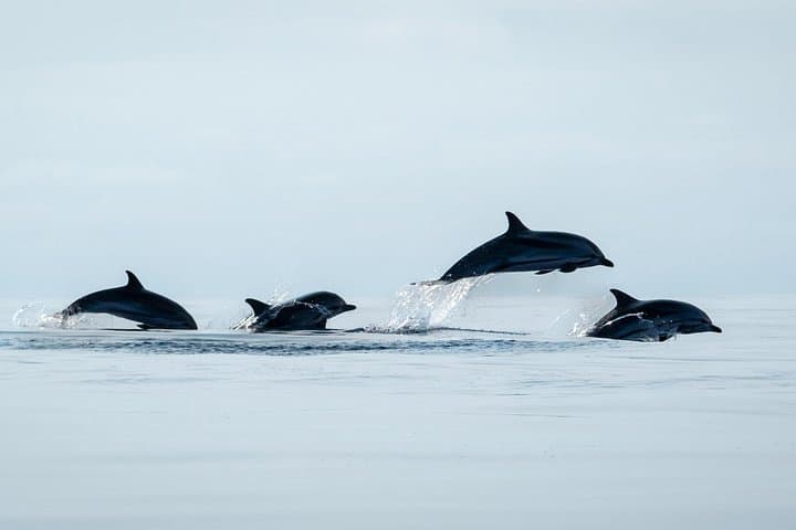 Whale Watching and Dolphin Swim Tour — São Miguel, Azores photo 2