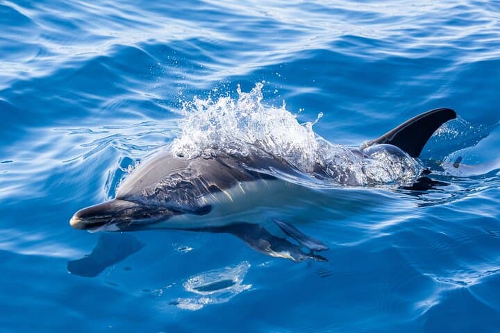 Azores Whale Watching from Ponta Delgada — Biologist-Guided Boat Tours photo 4
