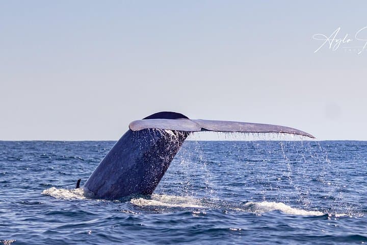 Whale Watching and Dolphin Swim Tour — São Miguel, Azores photo 4