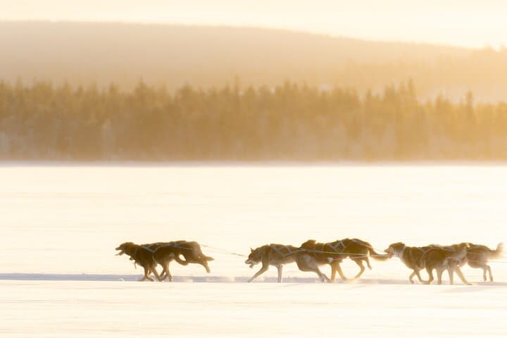 Drive a Husky Sled in Rovaniemi: 5 km Self-Drive Arctic Adventure photo 2