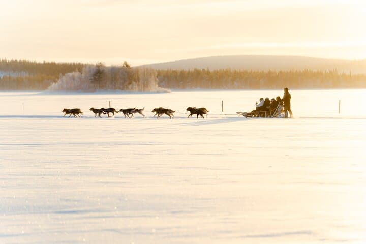 Drive a Husky Sled in Rovaniemi: 5 km Self-Drive Arctic Adventure