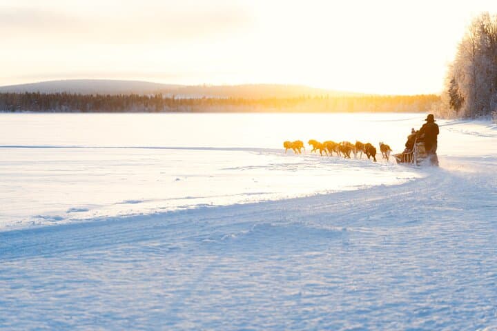 Drive a Husky Sled in Rovaniemi: 5 km Self-Drive Arctic Adventure photo 3