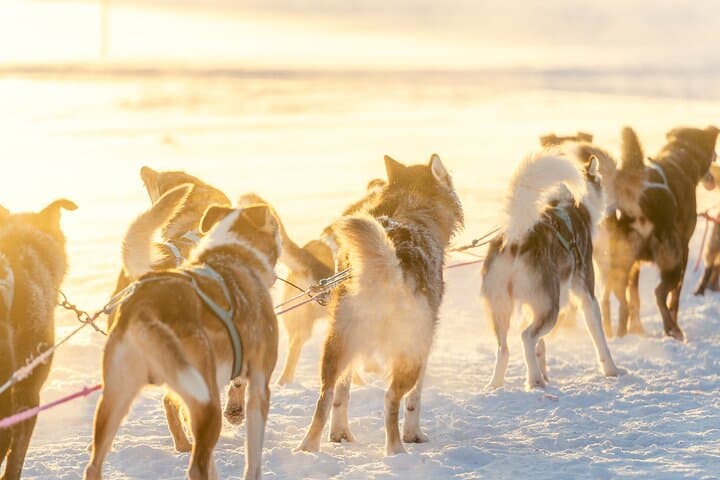 Drive a Husky Sled in Rovaniemi: 5 km Self-Drive Arctic Adventure photo 4