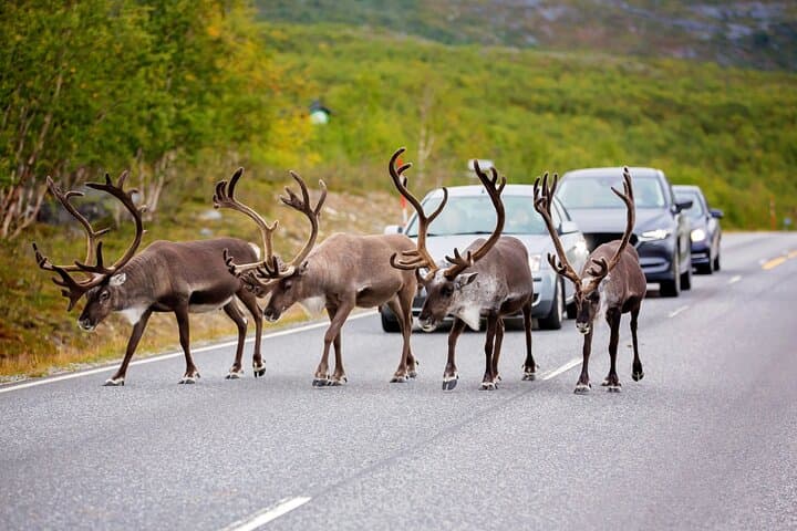 Fairbanks to Denali Private Shuttle — Scenic Transfer with Photo Stops