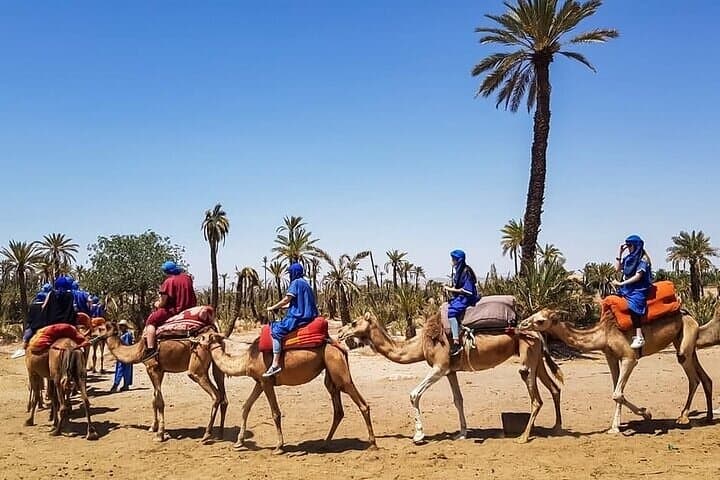 One-Hour Camel Ride in Palmeraie Grove — Marrakech Oasis Experience photo 2