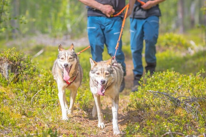 Hiking with a Husky in Lapland — Forest Walks with Sled-Dog Companions photo 1