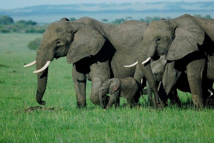 Three-Day Maasai Mara Great Migration Safari from Nairobi — Big Five & Cultural Visits photo 2