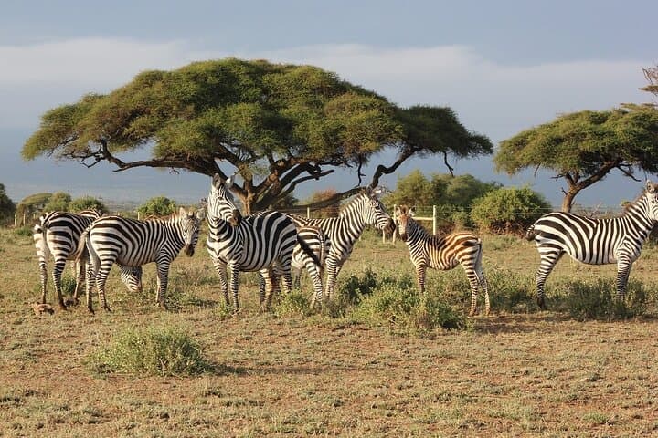 Three-Day Maasai Mara Great Migration Safari from Nairobi — Big Five & Cultural Visits photo 3