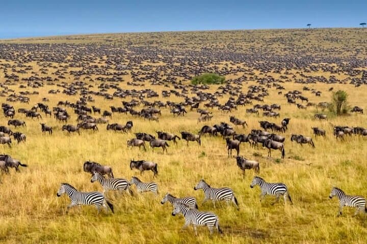 Three-Day Maasai Mara Great Migration Safari from Nairobi — Big Five & Cultural Visits photo 4
