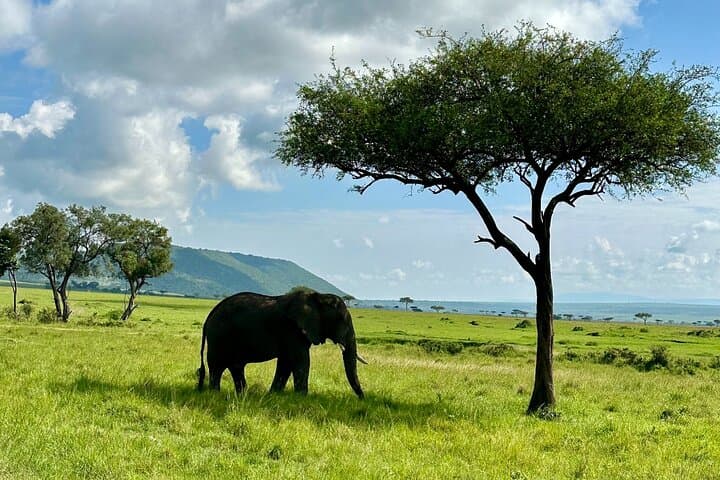 Three-Day Maasai Mara Great Migration Safari from Nairobi — Big Five & Cultural Visits photo 6