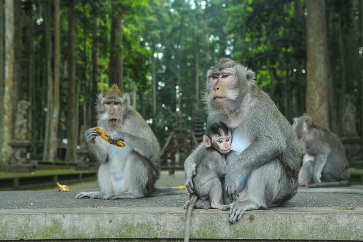 Private Bali Highlands Tour: Beratan Temple, Leke Leke Waterfall & Handara Gates photo 3