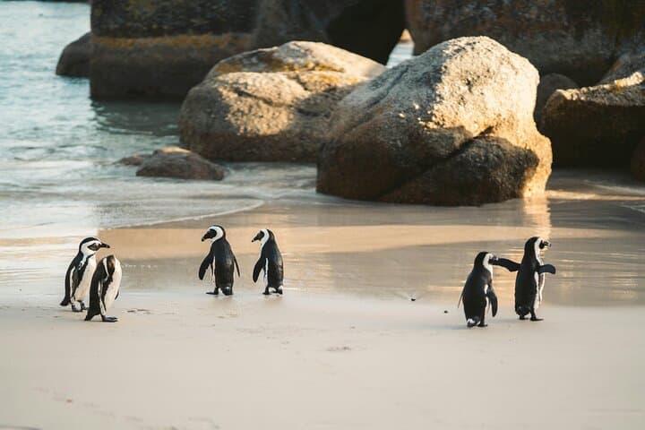 Cape Peninsula Scenic Drive with Penguin Viewing & Lunch from Cape Town photo 6