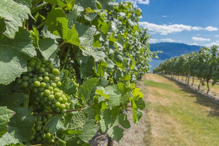 Vernon Private Wine & Pontoon Cruise on Okanagan Lake photo 2