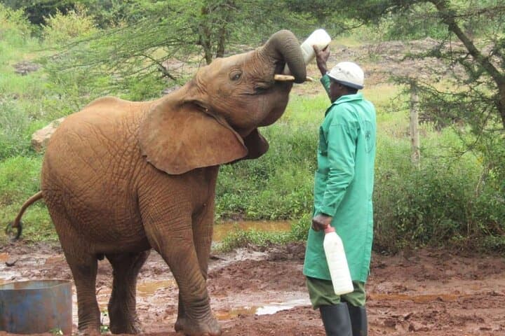 Explore Nairobi’s Wild Heart: National Park, Elephant Orphanage & Giraffe Centre Day Tour