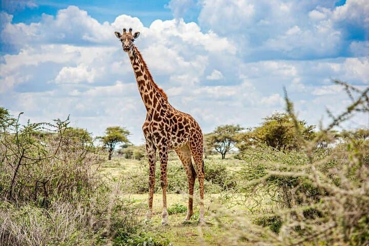 Explore Nairobi’s Wild Heart: National Park, Elephant Orphanage & Giraffe Centre Day Tour photo 2