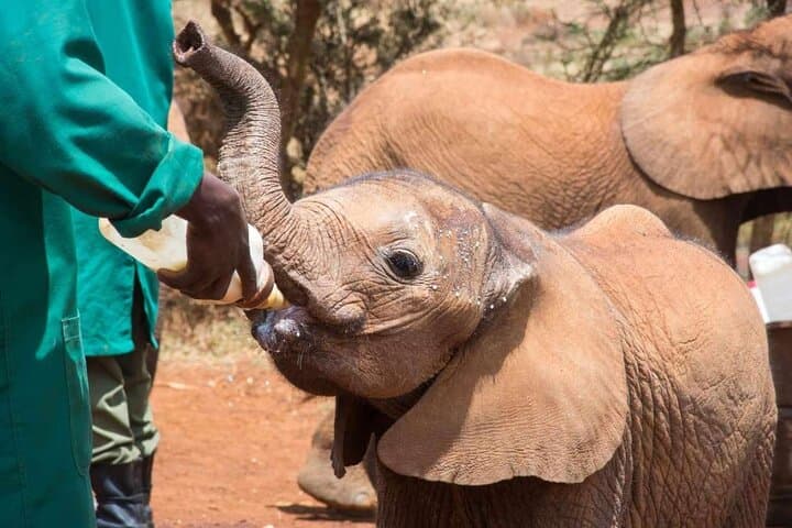 Explore Nairobi’s Wild Heart: National Park, Elephant Orphanage & Giraffe Centre Day Tour photo 3