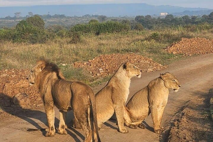 Explore Nairobi’s Wild Heart: National Park, Elephant Orphanage & Giraffe Centre Day Tour photo 4