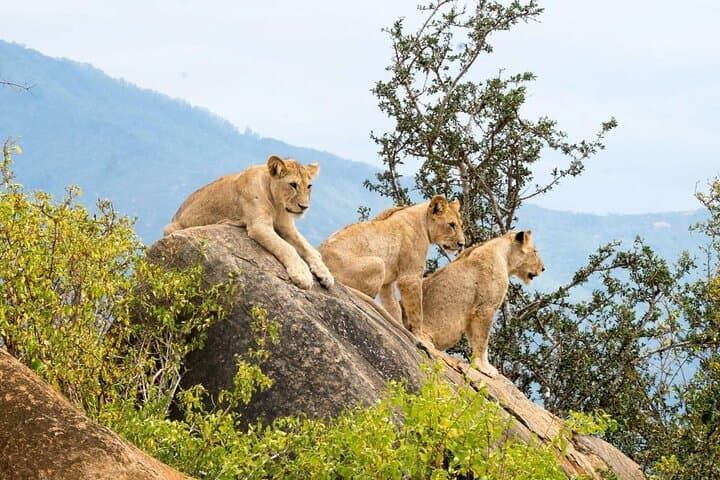 Explore Nairobi’s Wild Heart: National Park, Elephant Orphanage & Giraffe Centre Day Tour photo 5