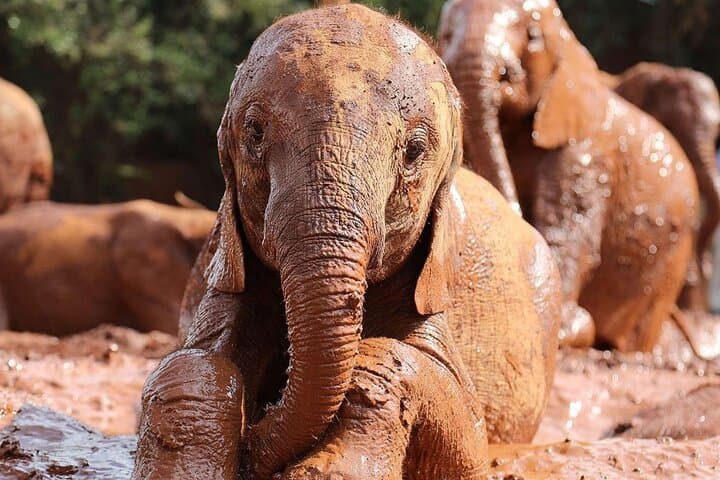 Explore Nairobi’s Wild Heart: National Park, Elephant Orphanage & Giraffe Centre Day Tour photo 6