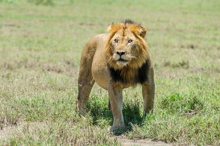 6-Day Uganda Safari: Lake Mburo, Queen Elizabeth & Murchison Falls