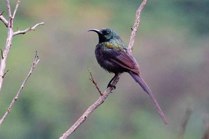 6-Day Uganda Safari: Lake Mburo, Queen Elizabeth & Murchison Falls photo 3