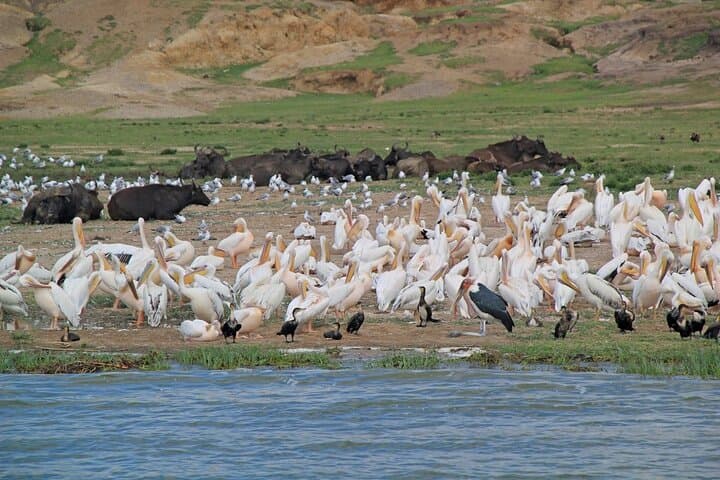6-Day Uganda Safari: Lake Mburo, Queen Elizabeth & Murchison Falls photo 4