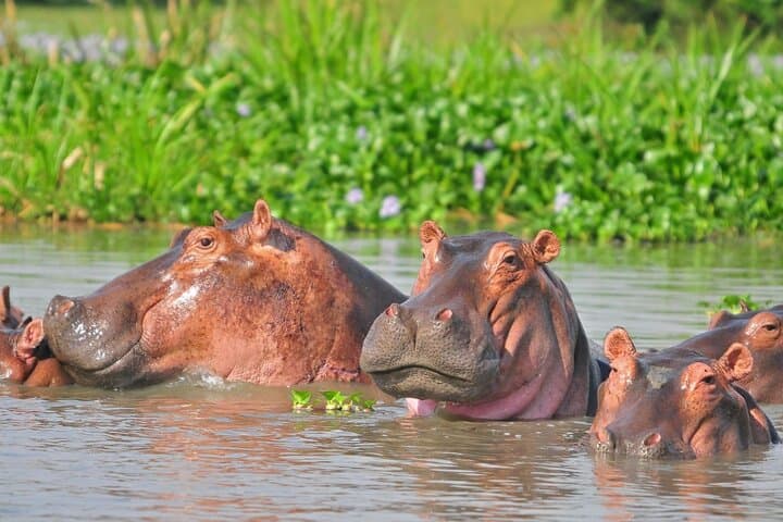 6-Day Uganda Safari: Lake Mburo, Queen Elizabeth & Murchison Falls photo 5