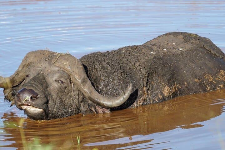 6-Day Uganda Safari: Lake Mburo, Queen Elizabeth & Murchison Falls photo 6