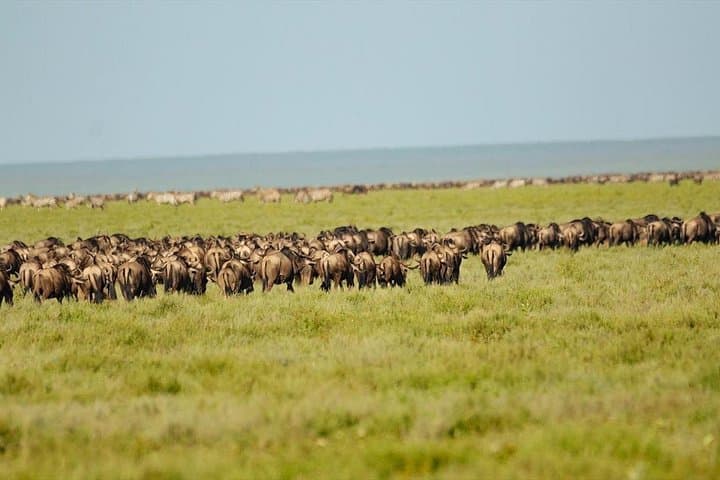 3-Day Serengeti and Ngorongoro Crater Safari from Arusha photo 4