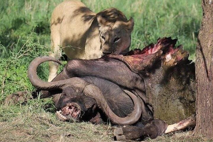 3-Day Serengeti and Ngorongoro Crater Safari from Arusha photo 3