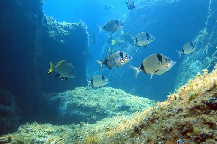 Scuba Diving Calanque Saint-Barthélemy: Introductory Dive in the Estérel Coves photo 3