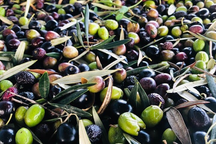 Málaga Olive Oil Tour & Tasting — Harvest Walk and Tasting Experience