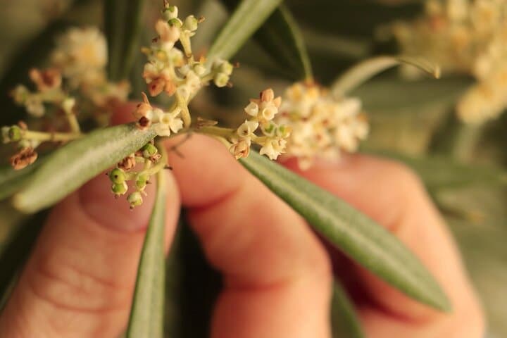 Málaga Olive Oil Tour & Tasting — Harvest Walk and Tasting Experience photo 3
