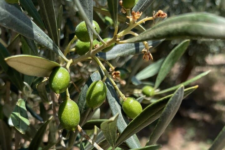 Málaga Olive Oil Tour & Tasting — Harvest Walk and Tasting Experience photo 4