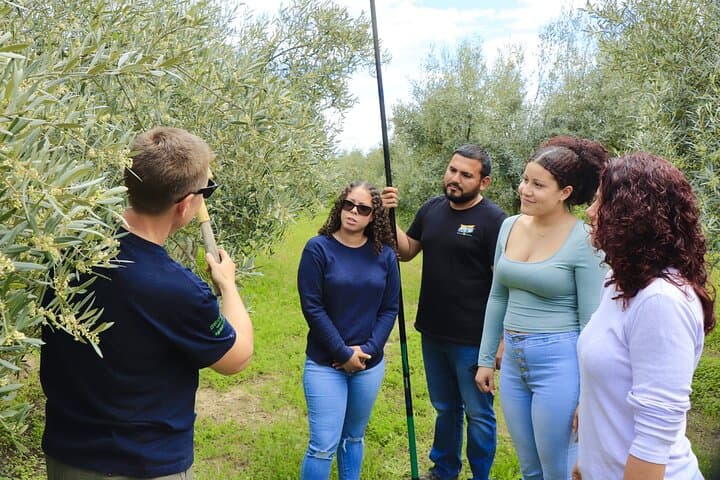 Málaga Olive Oil Tour & Tasting — Harvest Walk and Tasting Experience photo 5