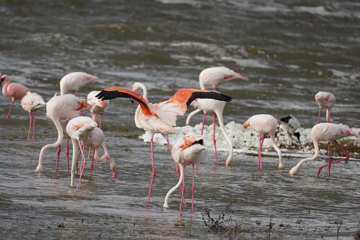 3-Day Ngorongoro, Tarangire & Lake Manyara Safari from Arusha photo 6