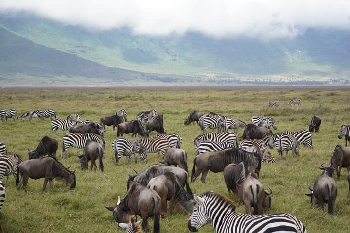 4-Day Serengeti, Ngorongoro & Tarangire Safari: Big Five Game Drives from Arusha photo 6