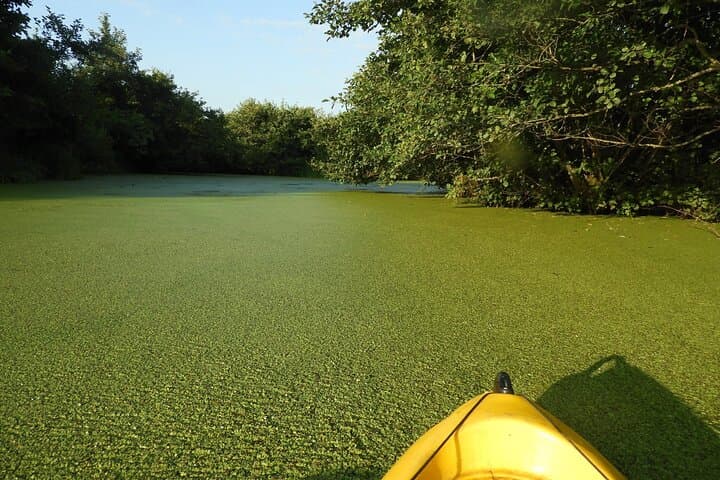Discover the Georgian Amazon: Batumi Boat Tour to Kolkheti National Park photo 5