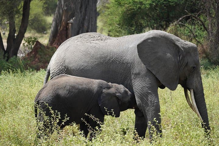 3-Day Ngorongoro, Tarangire & Lake Manyara Safari from Arusha