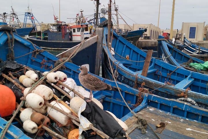 Private Day Trip from Marrakech to Essaouira: Atlantic Medina & Windswept Beaches photo 4